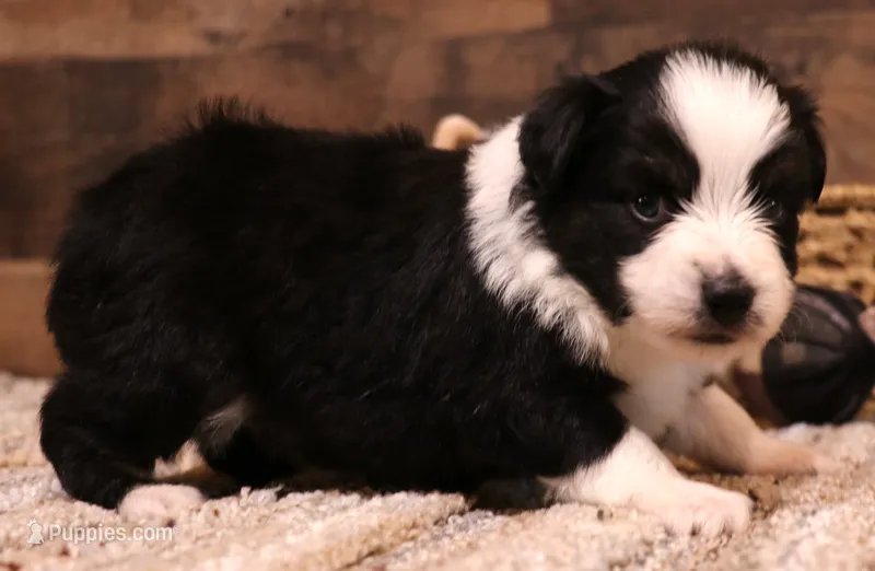 Carrie black-tri full white collar – Toy Australian Shepherd puppy for sale in Crawford, CO