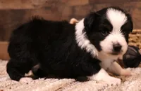 Carrie black-tri full white collar, a female Toy Australian Shepherd for sale in Crawford, CO – 1 of 5