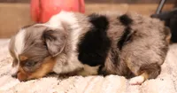 Rory, a male Toy Australian Shepherd for sale in Crawford, CO – Photo 3 of 5