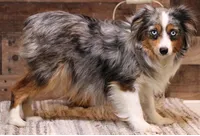 Rory, a male Toy Australian Shepherd for sale in Crawford, CO – Photo 5 of 5