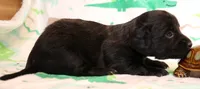 Ely black longhair m, a male Miniature Dachshund for sale in Crawford, CO – 3 of 9