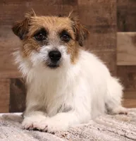 Rex is a shorty, a male Jack Russell Terrier for sale in Crawford, CO – 6 of 6