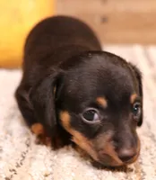 Boyd black/tan smooth male, a male Miniature Dachshund for sale in Crawford, CO – 5 of 6