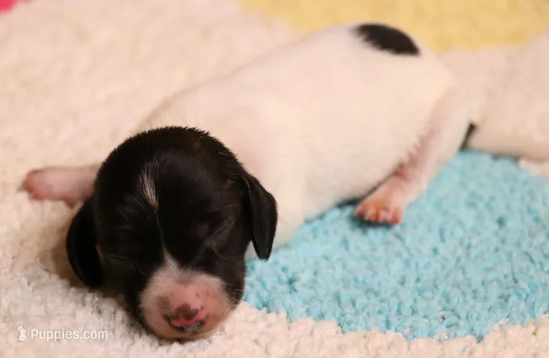 Peterson black/tan pied smooth m – Miniature Dachshund puppy for sale in Crawford, CO