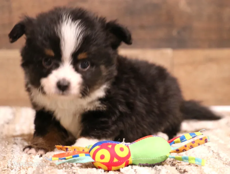Sam with tail – Toy Australian Shepherd puppy for sale in Crawford, CO