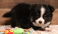 Sam with tail, a male Toy Australian Shepherd for sale in Crawford, CO – 3 of 8