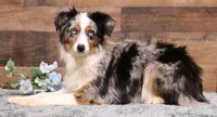 Sam with tail, a male Toy Australian Shepherd for sale in Crawford, CO – Photo 4 of 4
