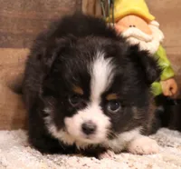 Sam with tail, a male Toy Australian Shepherd for sale in Crawford, CO – 2 of 8