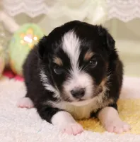 Sam with tail, a male Toy Australian Shepherd for sale in Crawford, CO – Photo 1 of 4