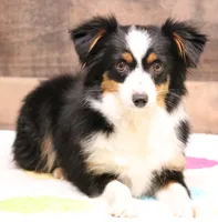 Cheri smallest black tri, a female Toy Australian Shepherd for sale in Crawford, CO – 4 of 4