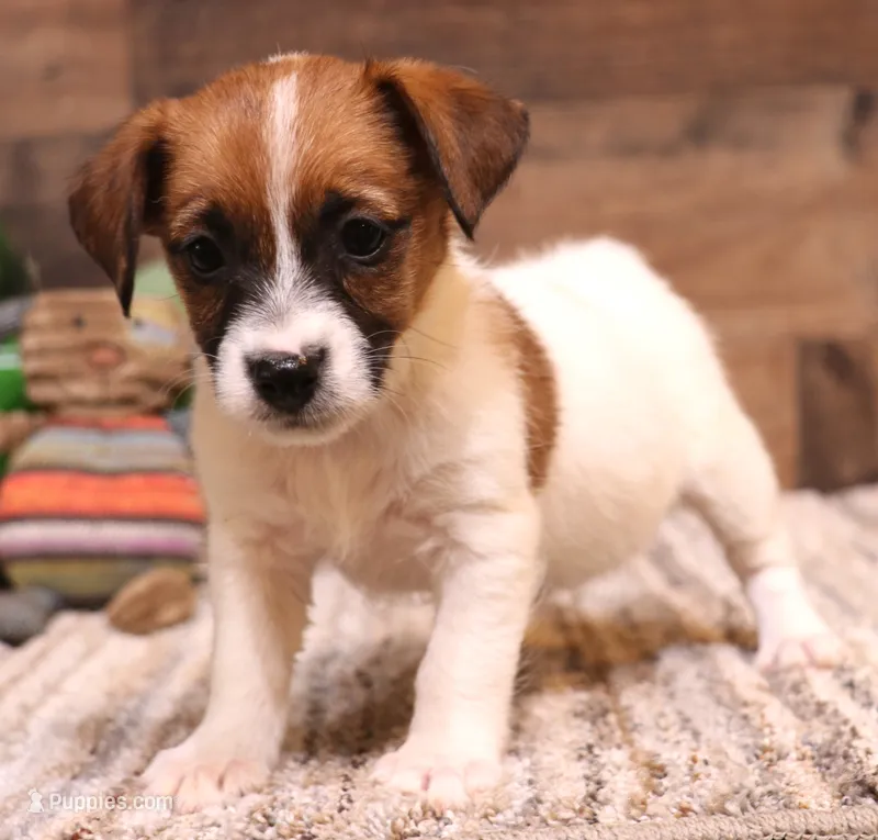 Sailor is a shorty – Jack Russell Terrier puppy for sale in Crawford, CO