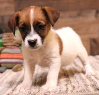 Sailor is a shorty, a female Jack Russell Terrier for sale in Crawford, CO – 1 of 10