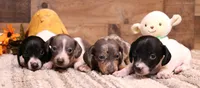 Phoenix blue/tan dapple smooth f, a male Miniature Dachshund for sale in Crawford, CO – 3 of 9