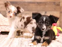 Thistle black-tri Toy f, a female Toy Australian Shepherd for sale in Crawford, CO – 7 of 9