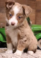 Canyon red merle blue eyes, a male Toy Australian Shepherd for sale in Crawford, CO – 4 of 6