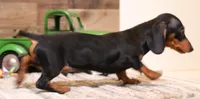Snoopy black/tan smooth, a male Miniature Dachshund for sale in Crawford, CO – 3 of 9
