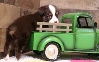 Coco, a female Toy Australian Shepherd for sale in Crawford, CO – 4 of 6