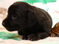 Ely black longhair m, a male Miniature Dachshund for sale in Crawford, CO – 2 of 9