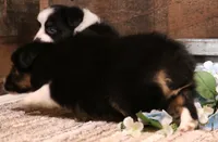 Cora black tri female, a female Toy Australian Shepherd for sale in Crawford, CO – 3 of 6