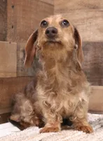 Barbie wire hair, a female Miniature Dachshund for sale in Crawford, CO – 3 of 10