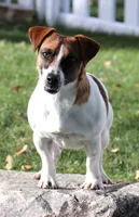Smith is a shorty, a male Jack Russell Terrier for sale in Crawford, CO – 5 of 5