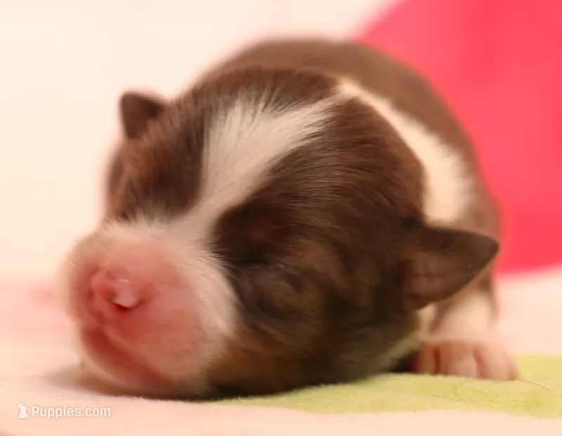 Jean blue/tan/white – Toy Australian Shepherd puppy for sale in Crawford, CO