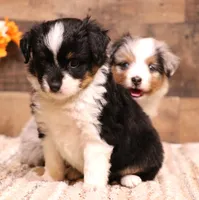 Rue , a female Toy Australian Shepherd for sale in Crawford, CO – 8 of 9