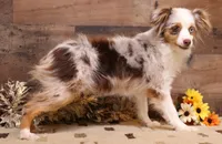 Lucy mismark blue merle, a female Toy Australian Shepherd for sale in Crawford, CO – 6 of 6