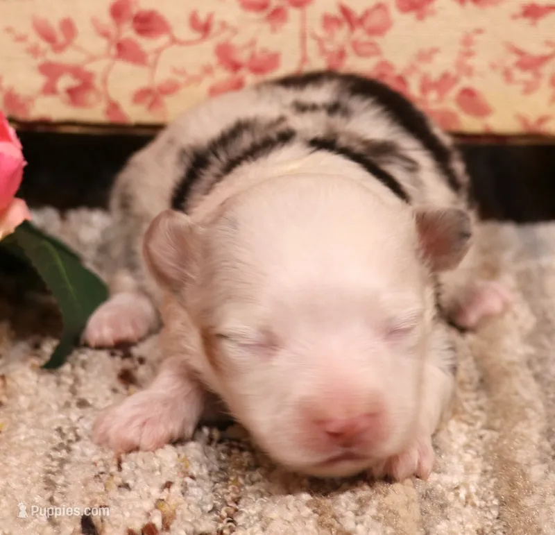 Lucy mismark blue merle – Toy Australian Shepherd puppy for sale in Crawford, CO