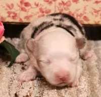 Lucy mismark blue merle, a female Toy Australian Shepherd for sale in Crawford, CO – 1 of 6