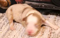 Indi red merle female, a female Toy Australian Shepherd for sale in Crawford, CO – 2 of 4