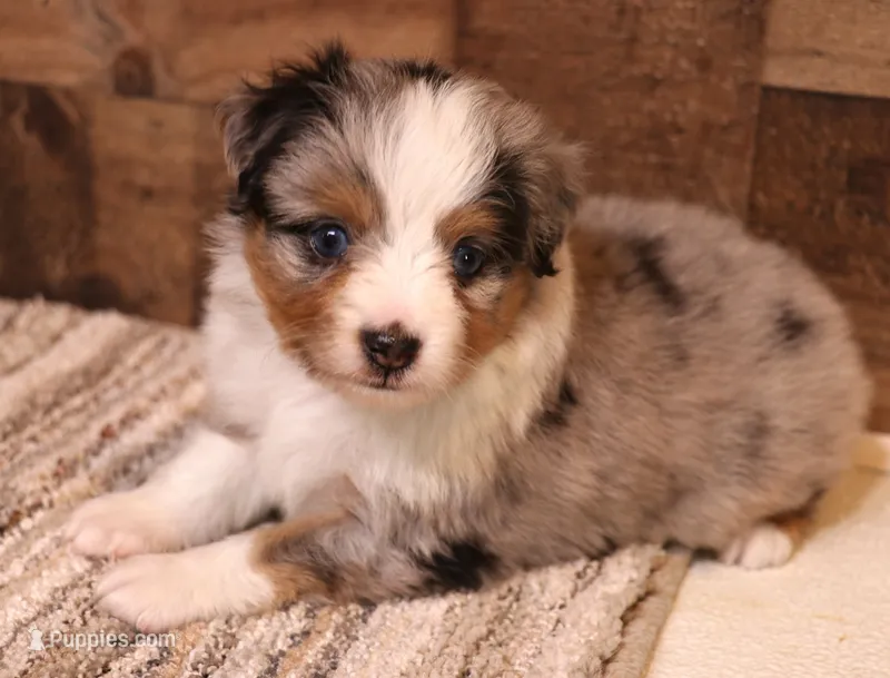 Reed blue merle w/ blue eyes – Toy Australian Shepherd puppy for sale in Crawford, CO