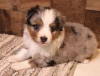 Reed blue merle w/ blue eyes, a male Toy Australian Shepherd for sale in Crawford, CO – 1 of 9