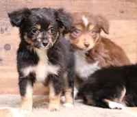 Dahlia spunky fun smallest of litter, a male Toy Australian Shepherd for sale in Crawford, CO – Photo 3 of 7
