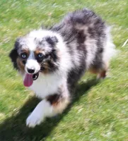 Dahlia spunky fun smallest of litter, a male Toy Australian Shepherd for sale in Crawford, CO – Photo 6 of 7