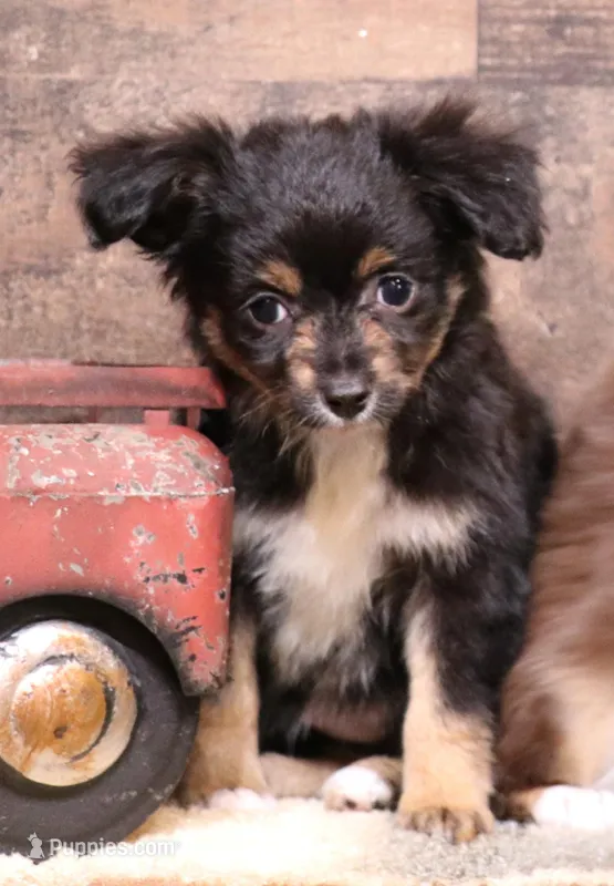 Dahlia spunky fun smallest of litter – Toy Australian Shepherd puppy for sale in Crawford, CO