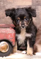 Dahlia spunky fun smallest of litter, a male Toy Australian Shepherd for sale in Crawford, CO – Photo 1 of 7