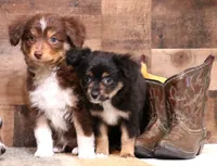 Dahlia spunky fun smallest of litter, a male Toy Australian Shepherd for sale in Crawford, CO – Photo 4 of 7
