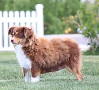 Dahlia spunky fun smallest of litter, a male Toy Australian Shepherd for sale in Crawford, CO – Photo 7 of 7