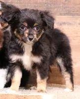 Dahlia spunky fun smallest of litter, a male Toy Australian Shepherd for sale in Crawford, CO – Photo 2 of 7
