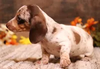 Odin choc/tan pied w/dapple smooth m, a male Miniature Dachshund for sale in Crawford, CO – 6 of 8
