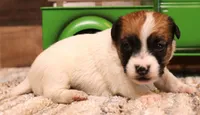 Smith is a shorty, a male Jack Russell Terrier for sale in Crawford, CO – 4 of 9