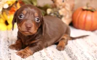 Bandit choc/tan smooth male, a male Miniature Dachshund for sale in Crawford, CO – 1 of 5
