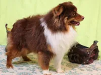 Genie black tri tailed f, a female Toy Australian Shepherd for sale in Crawford, CO – 7 of 7