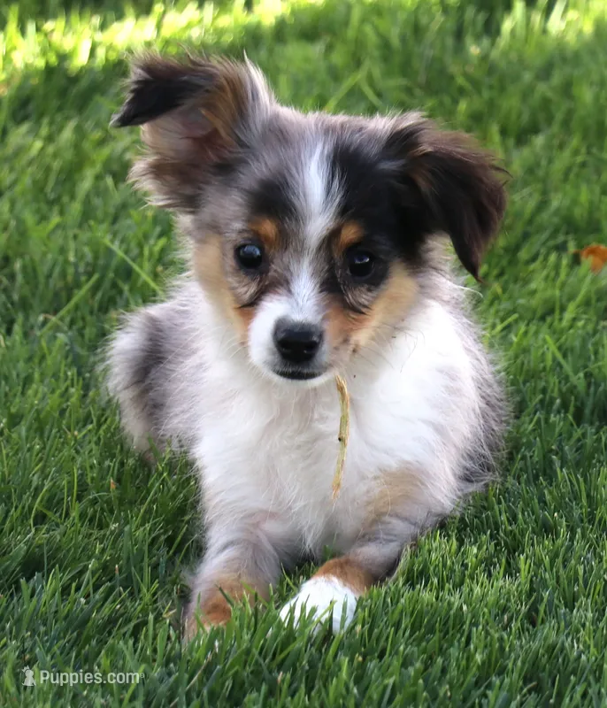 Fairy blue merle brown eyes – Toy Australian Shepherd puppy for sale in Crawford, CO