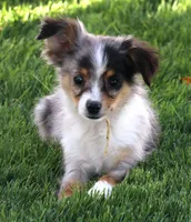 Fairy blue merle brown eyes, a female Toy Australian Shepherd for sale in Crawford, CO – 1 of 7