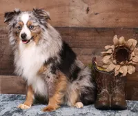 Cora black tri female, a female Toy Australian Shepherd for sale in Crawford, CO – 4 of 4