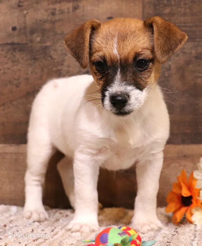 Cloudy is a shorty – Jack Russell Terrier puppy for sale in Crawford, CO