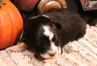 Ivy smallest of litter, a female Toy Australian Shepherd for sale in Crawford, CO – 2 of 4
