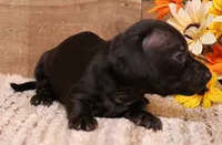 Buffy black longhair, a female Miniature Dachshund for sale in Crawford, CO – 2 of 6